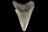 Juvenile Megalodon Tooth - Georgia #101419-1